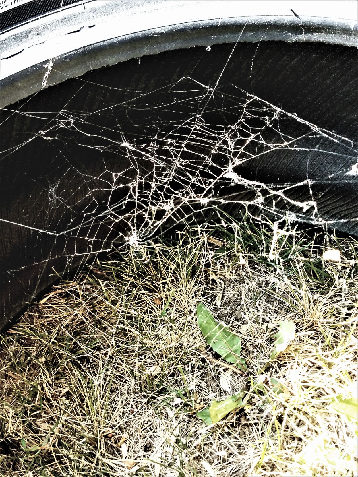 Spider Web